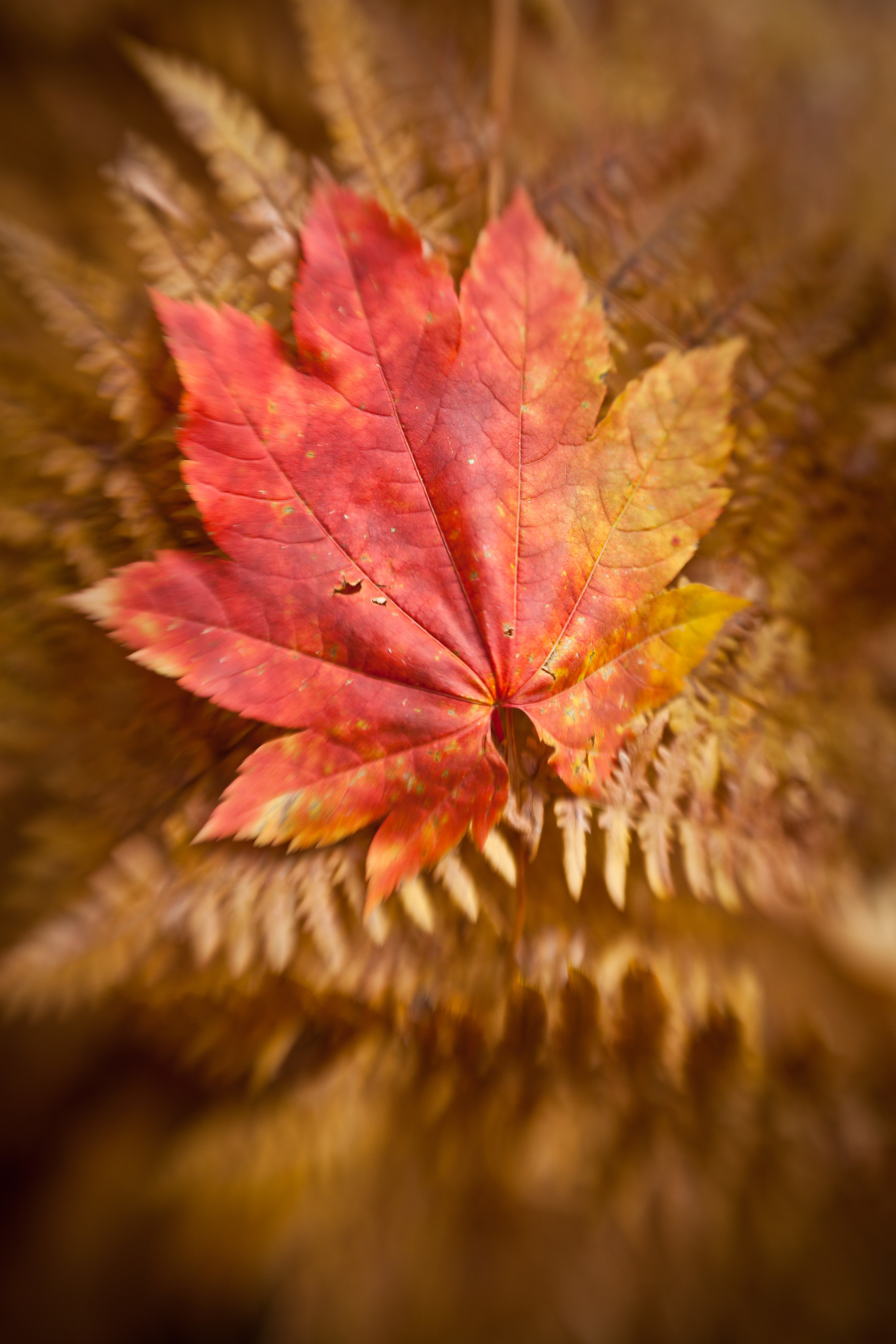 Turner_1008662.jpg