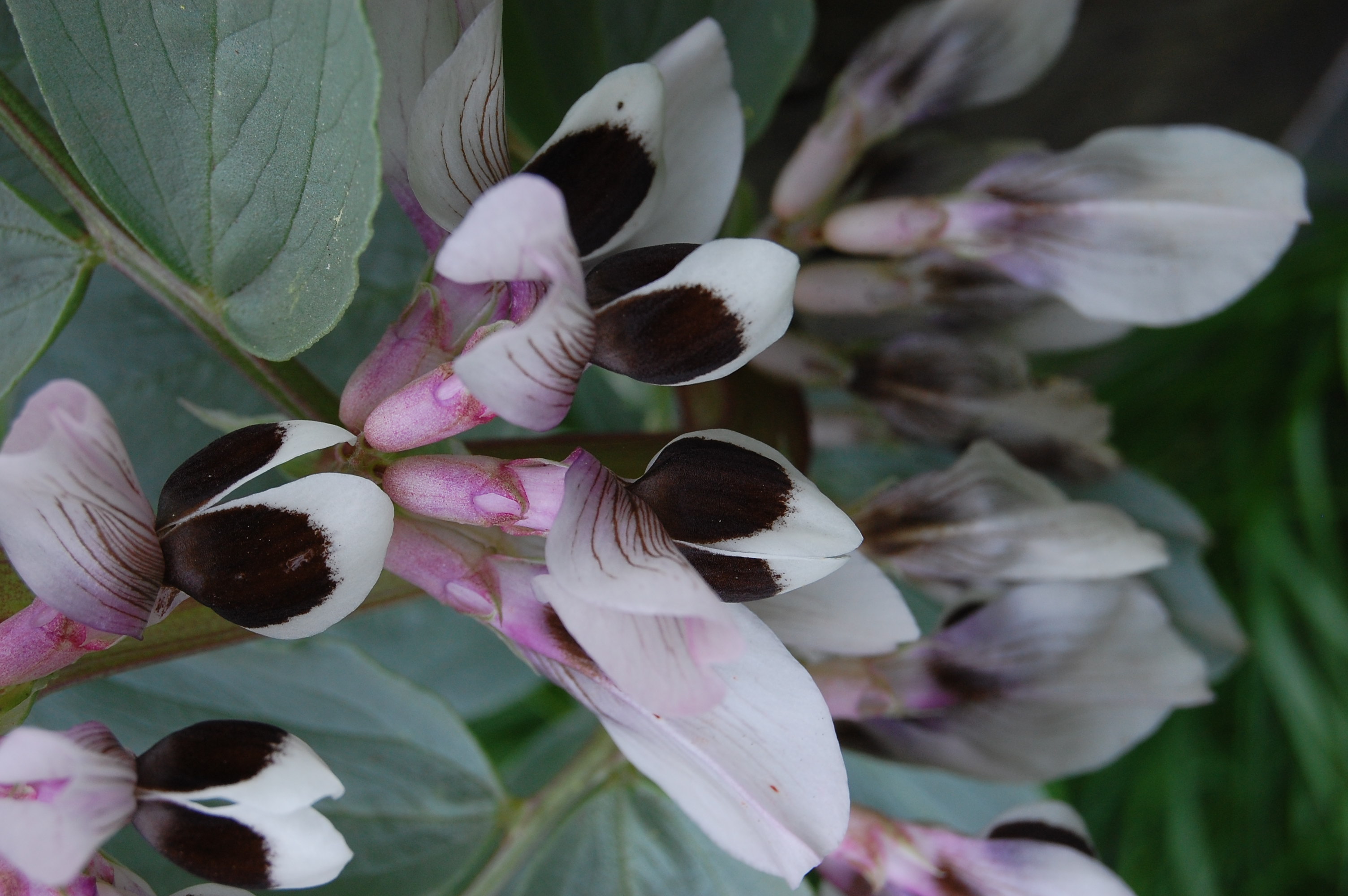 Fava bean flowers, photo by Megan Jamieson