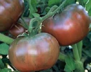 Cherokee Chocolate TOmato - new for 2015!