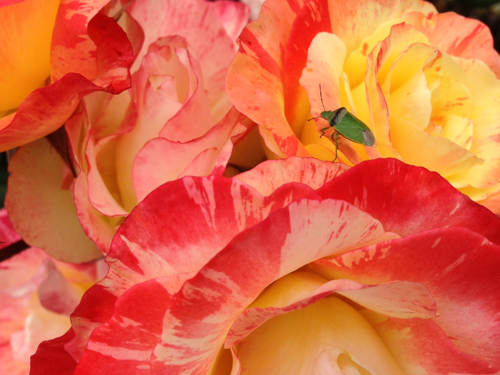 rose in Ladd's addition 'east' rose garden