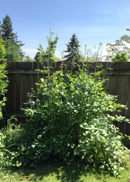 Lovage (Levisticum)