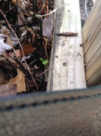 Tiny rau ram leaves emerge as winter comes to an end.