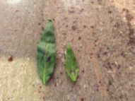 Burgundy markings on leave