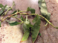 Leaves grow from multiple nodes on the stem.