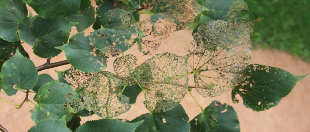 Leaf damage from Japanese Beetles (Steven Katovich, USDA Forest Service, bugwood.org)