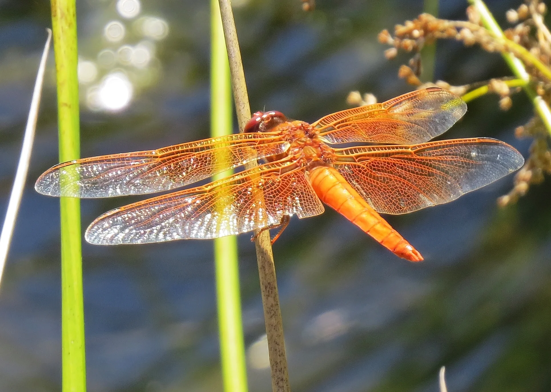 Dragonfly - Flame Skimmer, Libellula saturata - Westmoreland Park