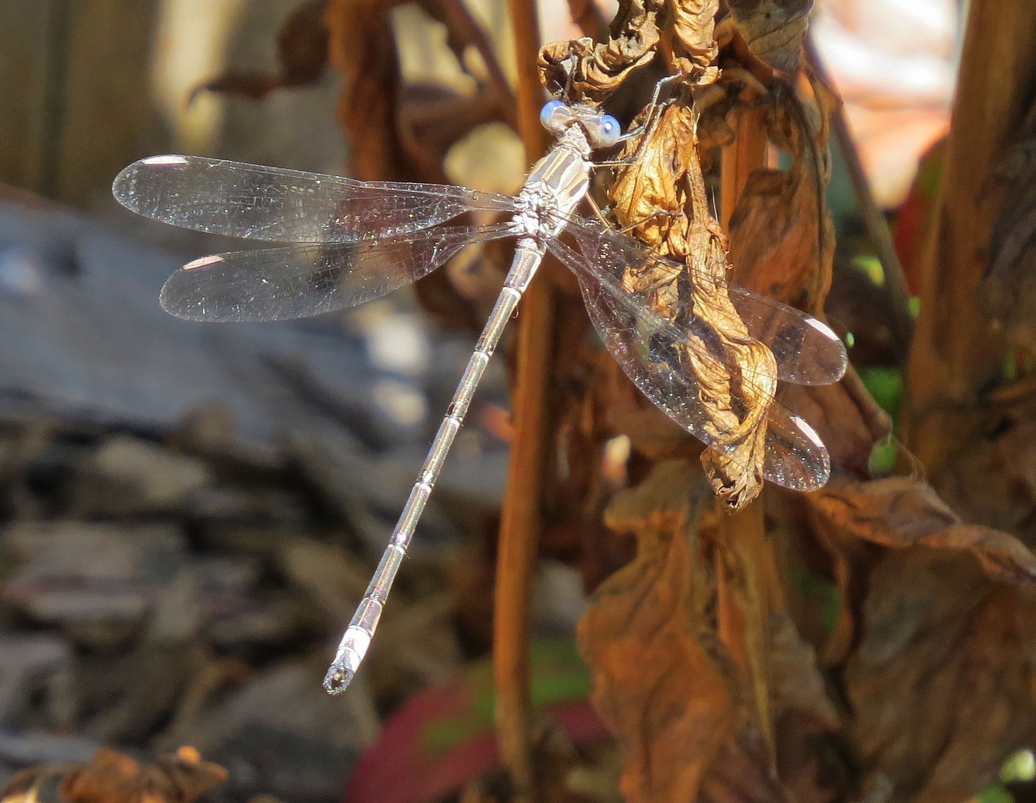 Damselfly - California Spreadwing, Archilestes californica- Westmoreland Park