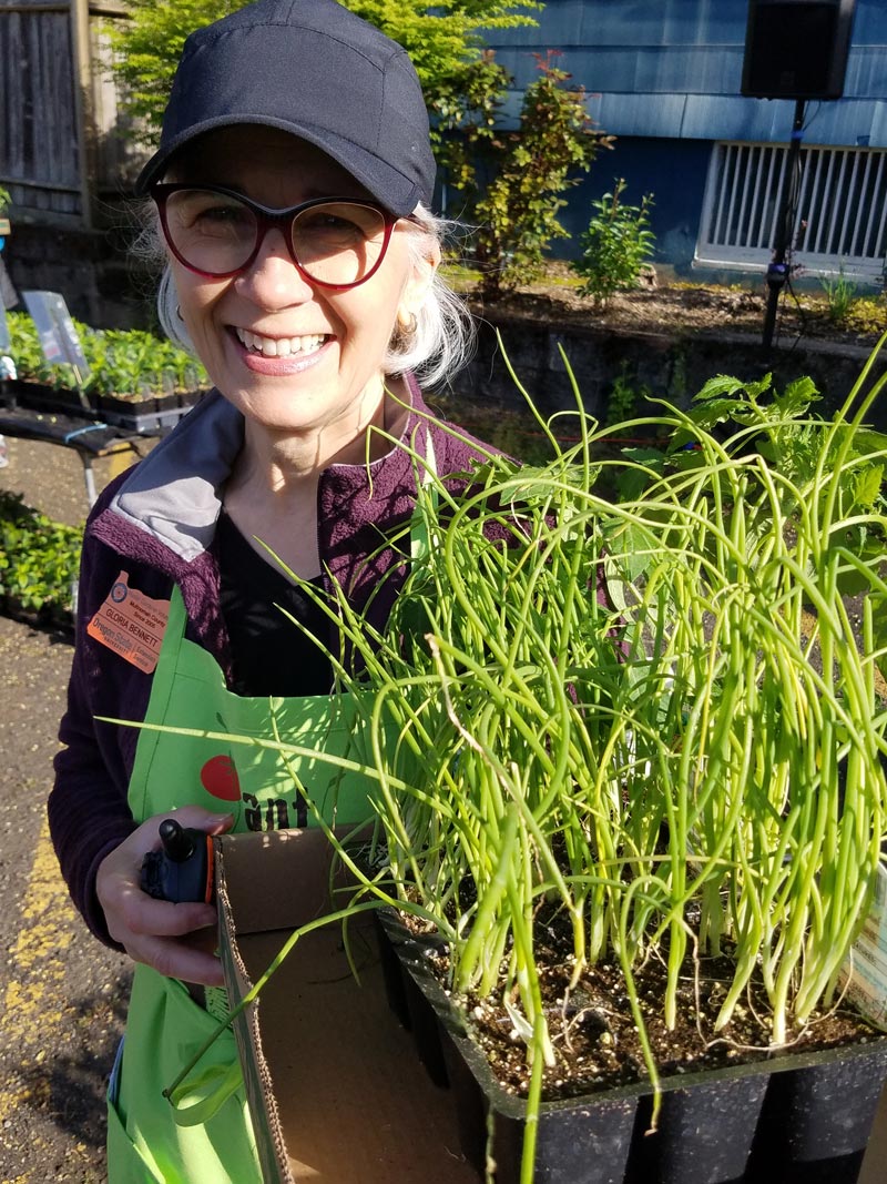 Gloria setting out plants