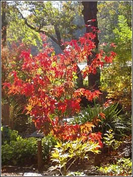 Arbutus Garden Arts