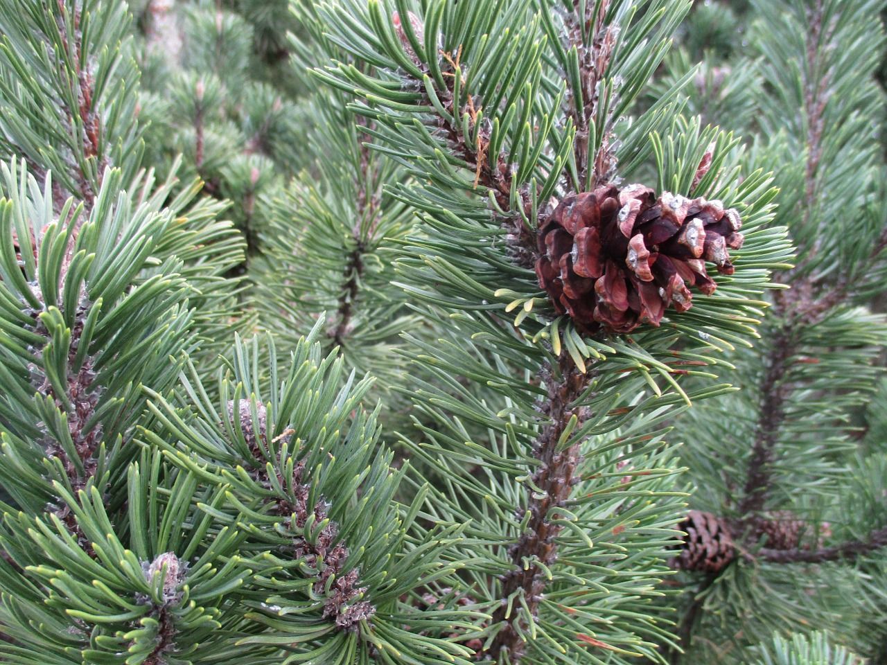 evergreen bough.jpg