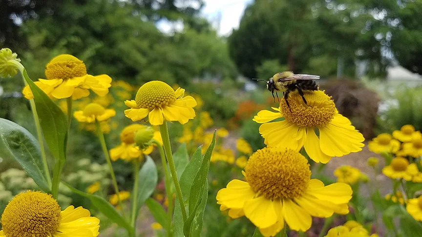 Photo courtesy of the Oregon Bee Project