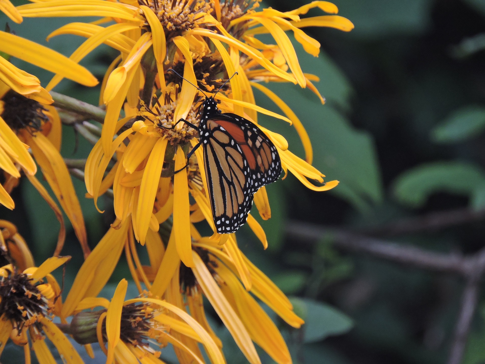 Ligularia and monarch.jpg