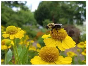 2018-03-Bee-Project.jpg