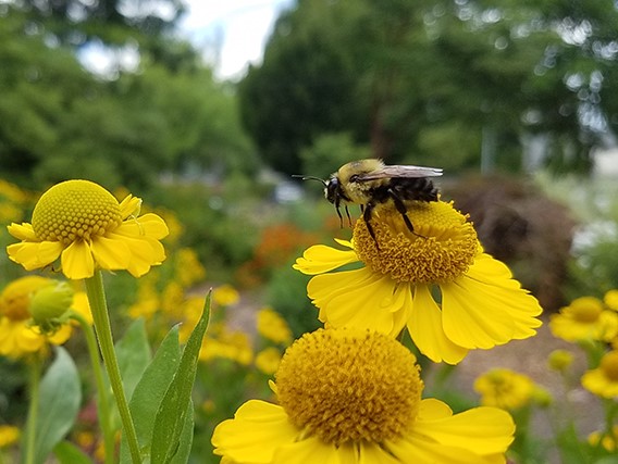 COURTESY OF THE OREGON BEE PROJECT