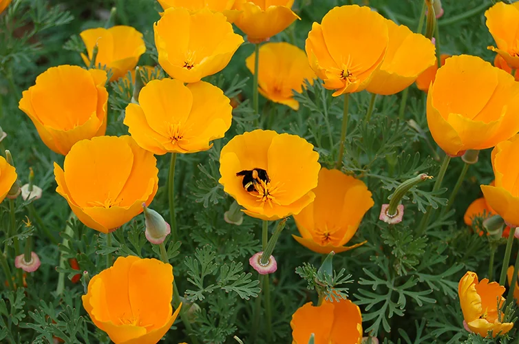 Cali Poppies-1 lr.jpg