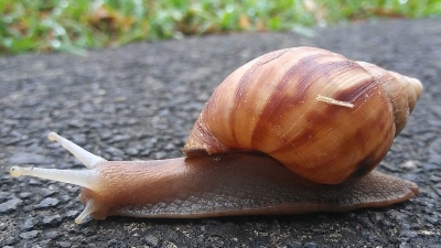 Giant african snails can carry rat Lungworm