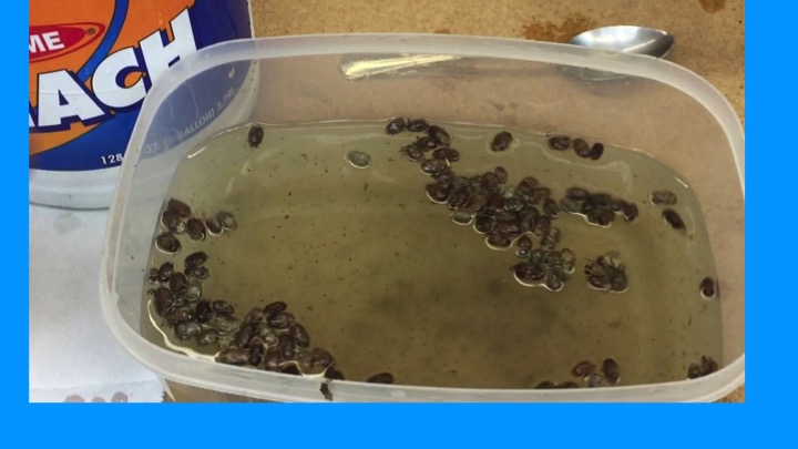 agitate cocoons for 3-5 min. in bath of cold water combined with 5% bleach (1 quart cool water/3.5 T bleach ), Drain and rinse in fresh water, lay cocoons out to dry on a towel before storing for the winter