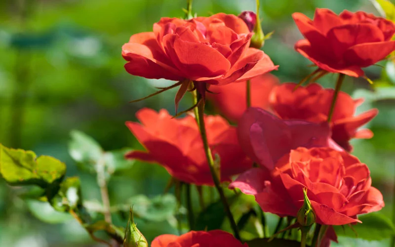 Rose-Bush-800x500.jpg