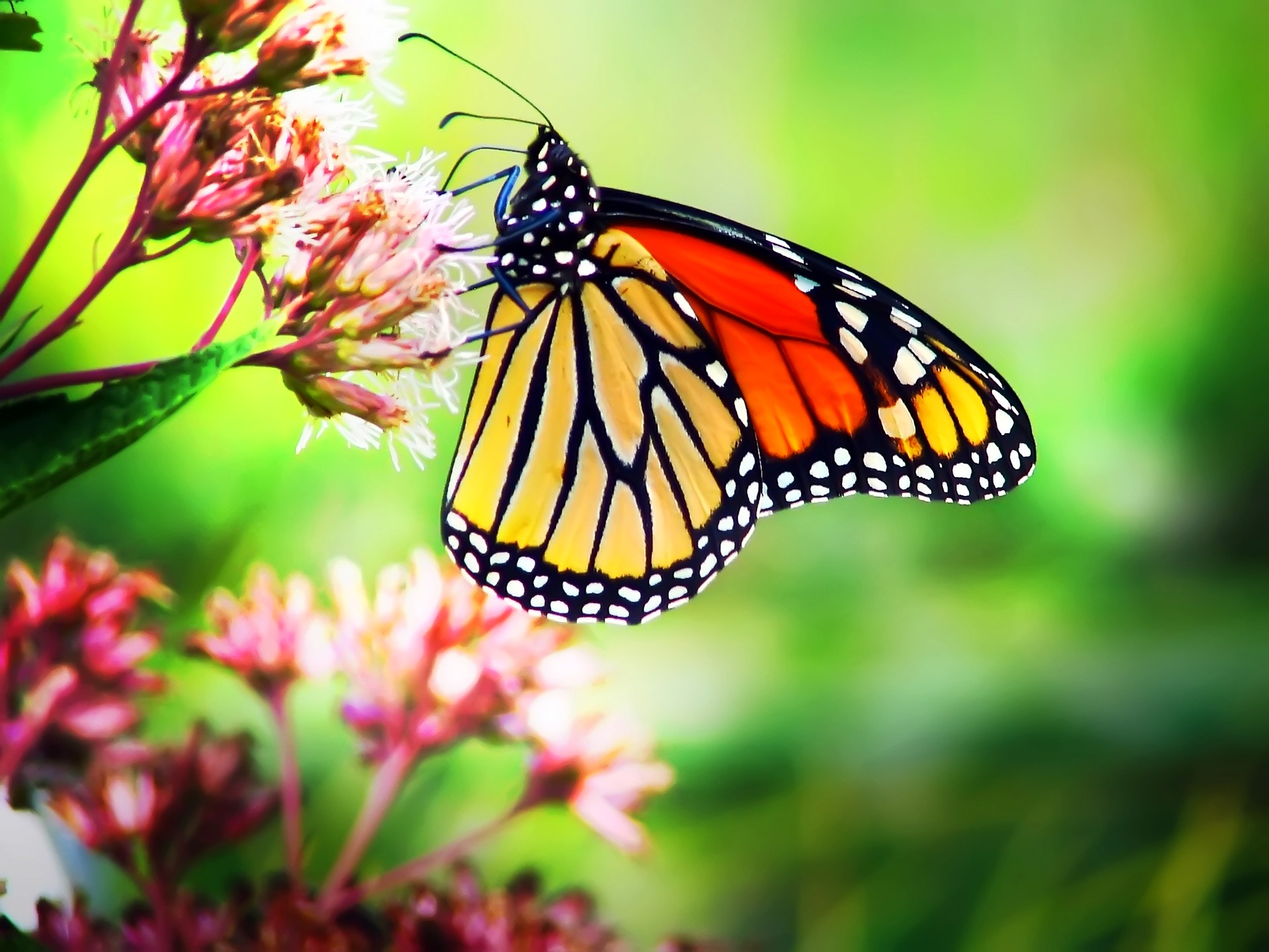 monarch and milkweed