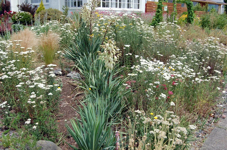 yarrow-lr.jpg