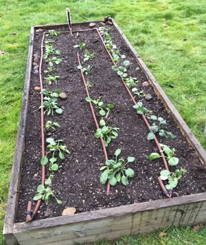spinach-planted-out-3-25-19.jpg