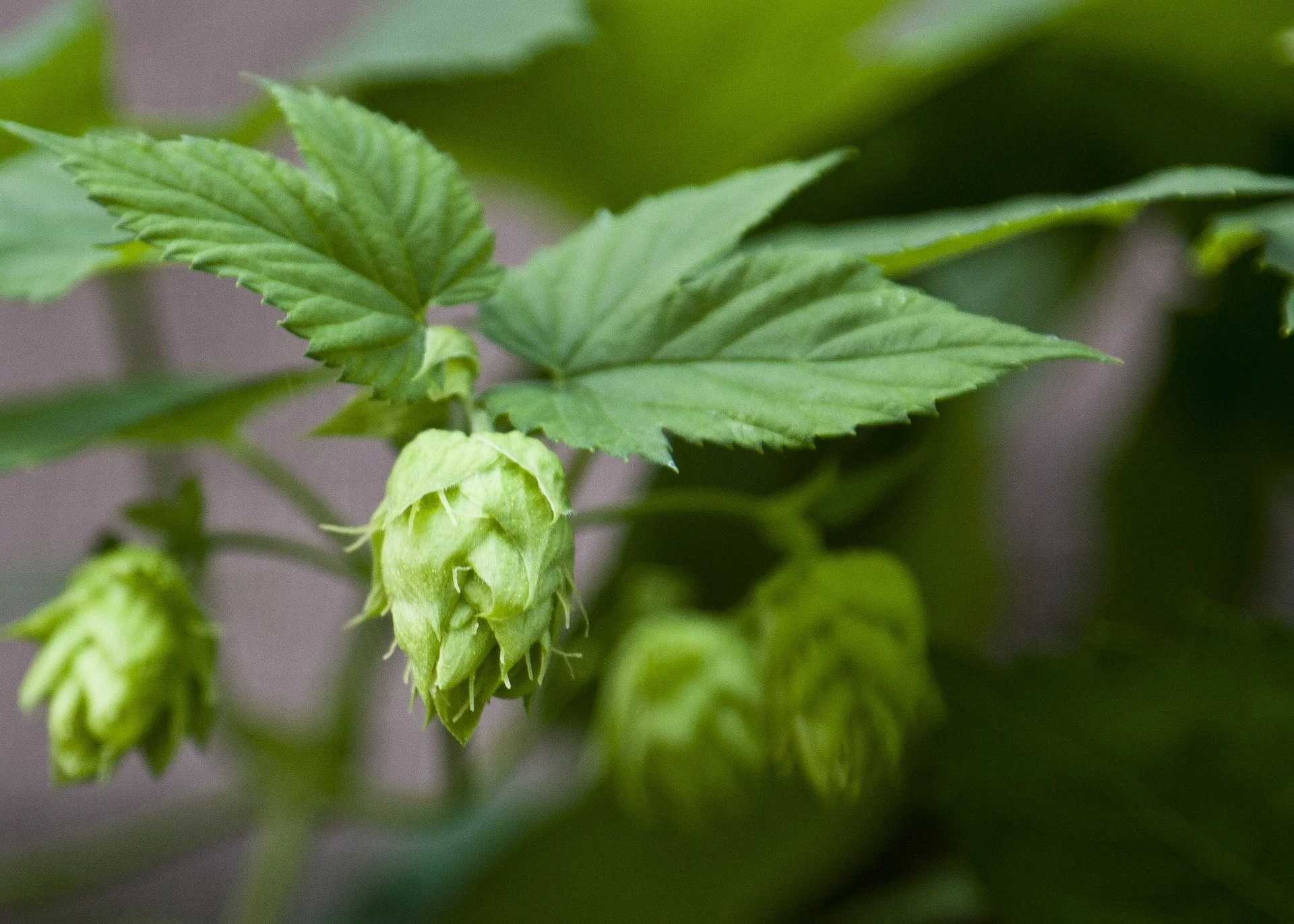 Hops Speaker Series.jpg
