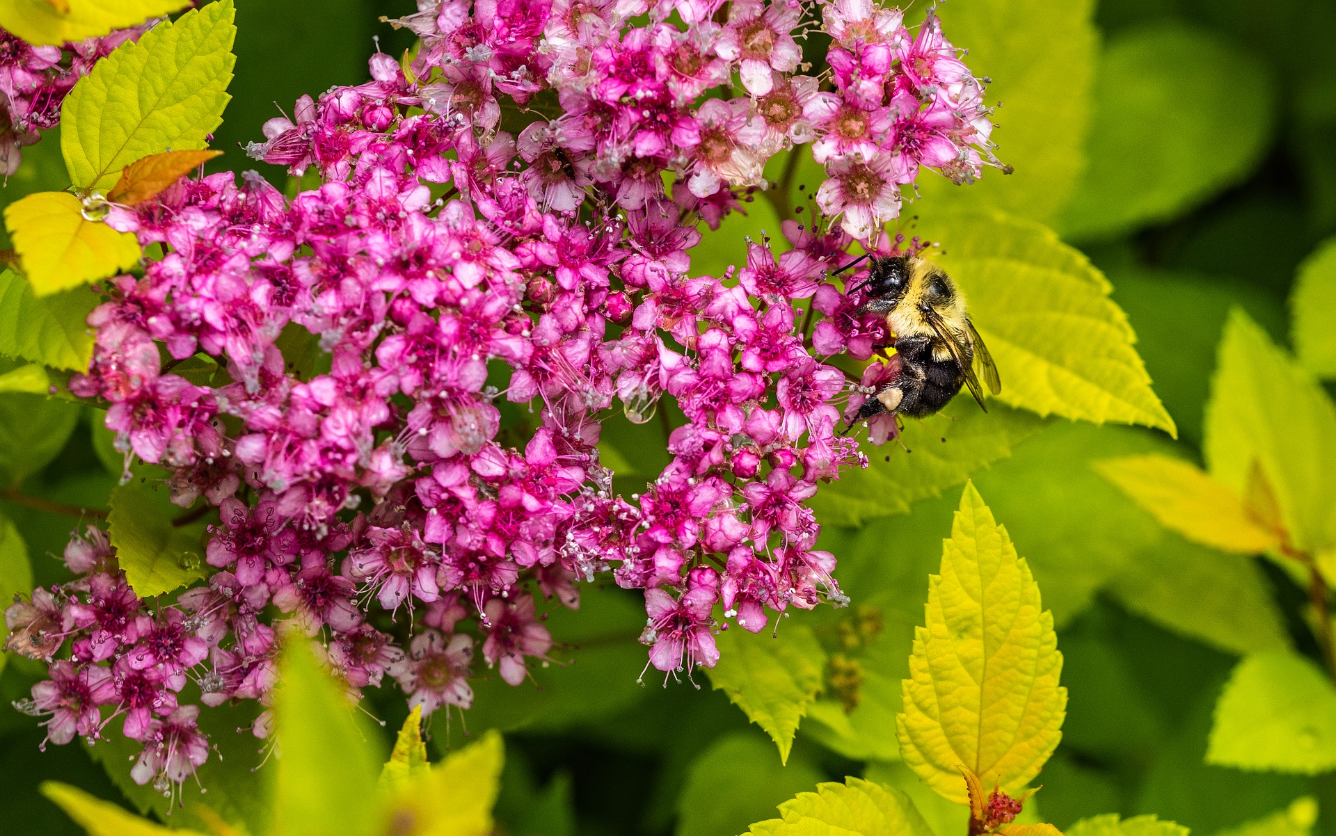 spirea