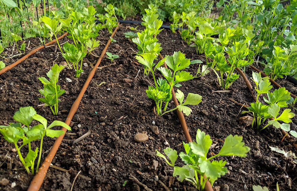 Corinne-share-garden-2019-2-lr.jpg