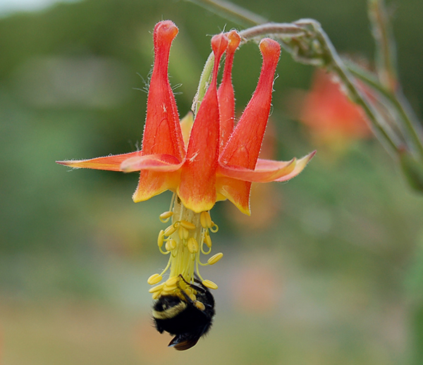 bumble-1-lr.jpg