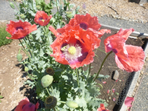 flowers.jpg