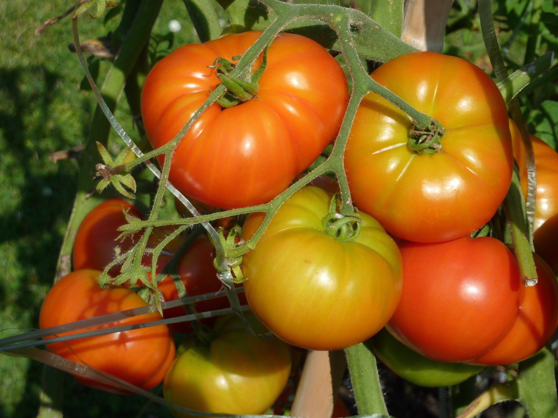 tomatoes_pic.jpg