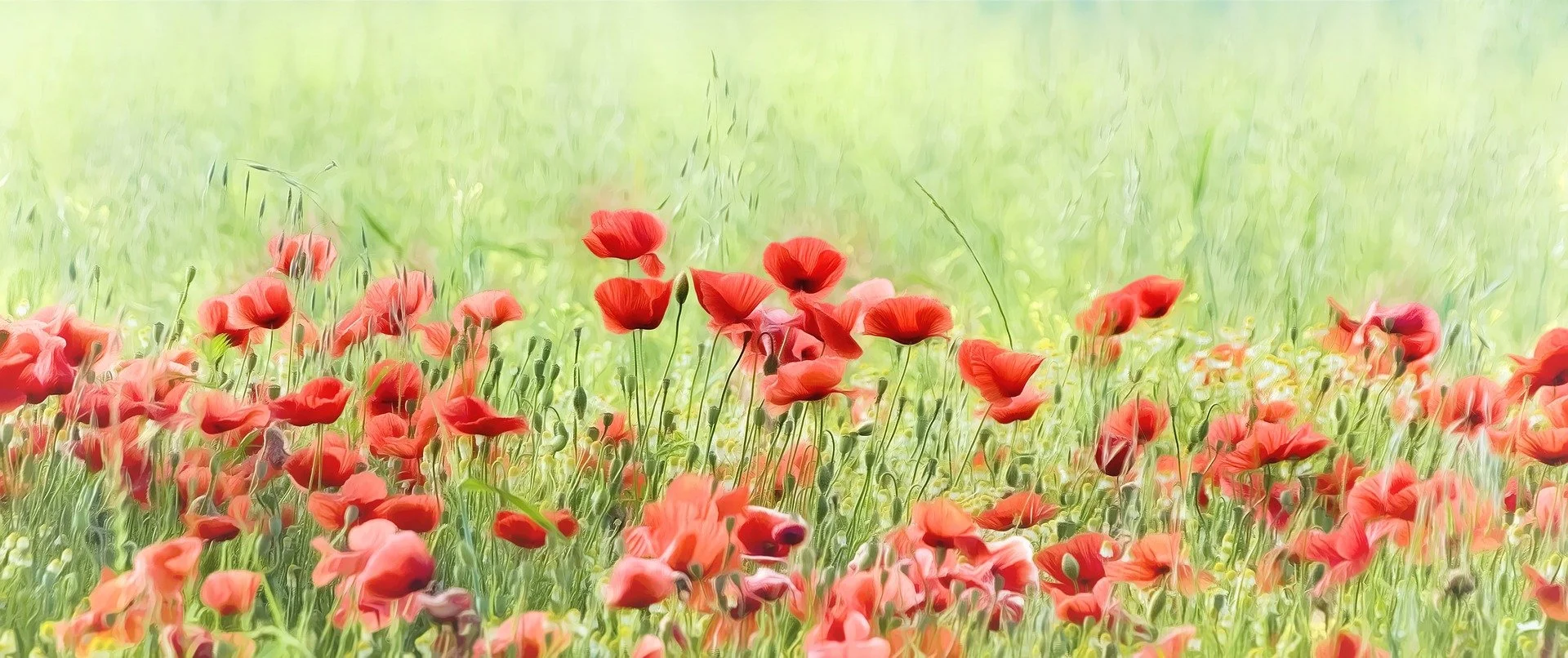poppies-g87d6e9d8c_1920.pixabay.jpg