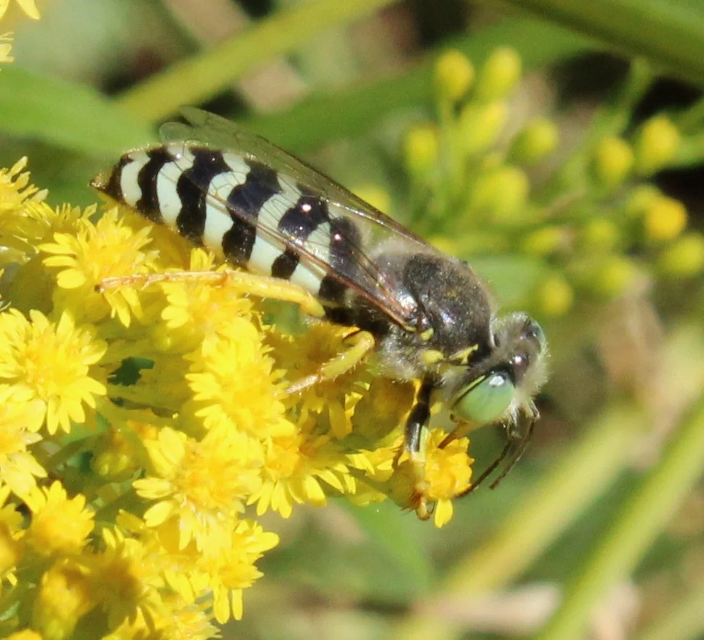 Northwest Native Garden Plants and the Amazing Insects They Attract