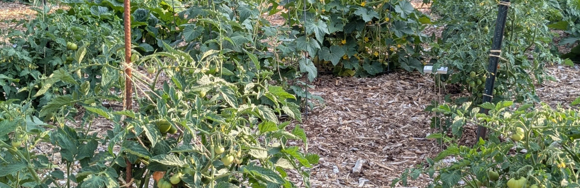 dry farming leaderboard banner.jpg