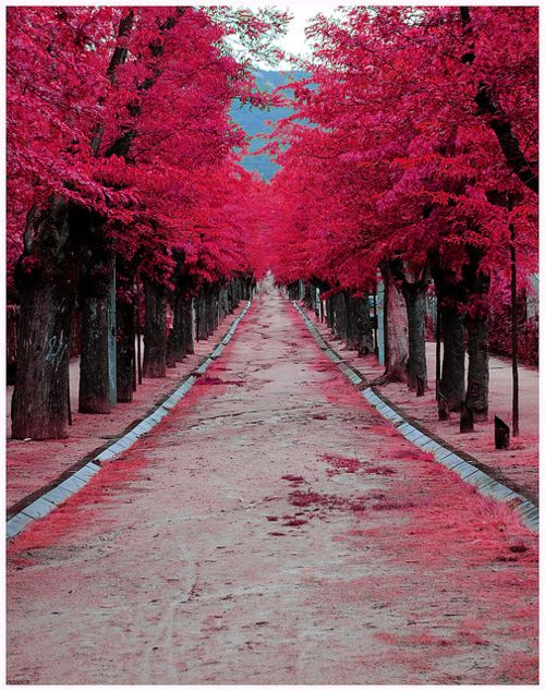 Burgundy Street, Madrid, Spain 