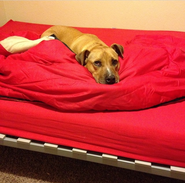 National Puppy day made me love this girl even more