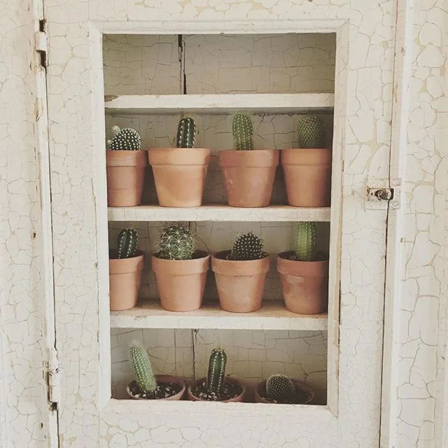 Tiny 🌵🌵🌵
#cactus #interiordesign #bathroomdecor #miniplants #succulents #interiorinspiration #manupinteriors #scribewinery #napa