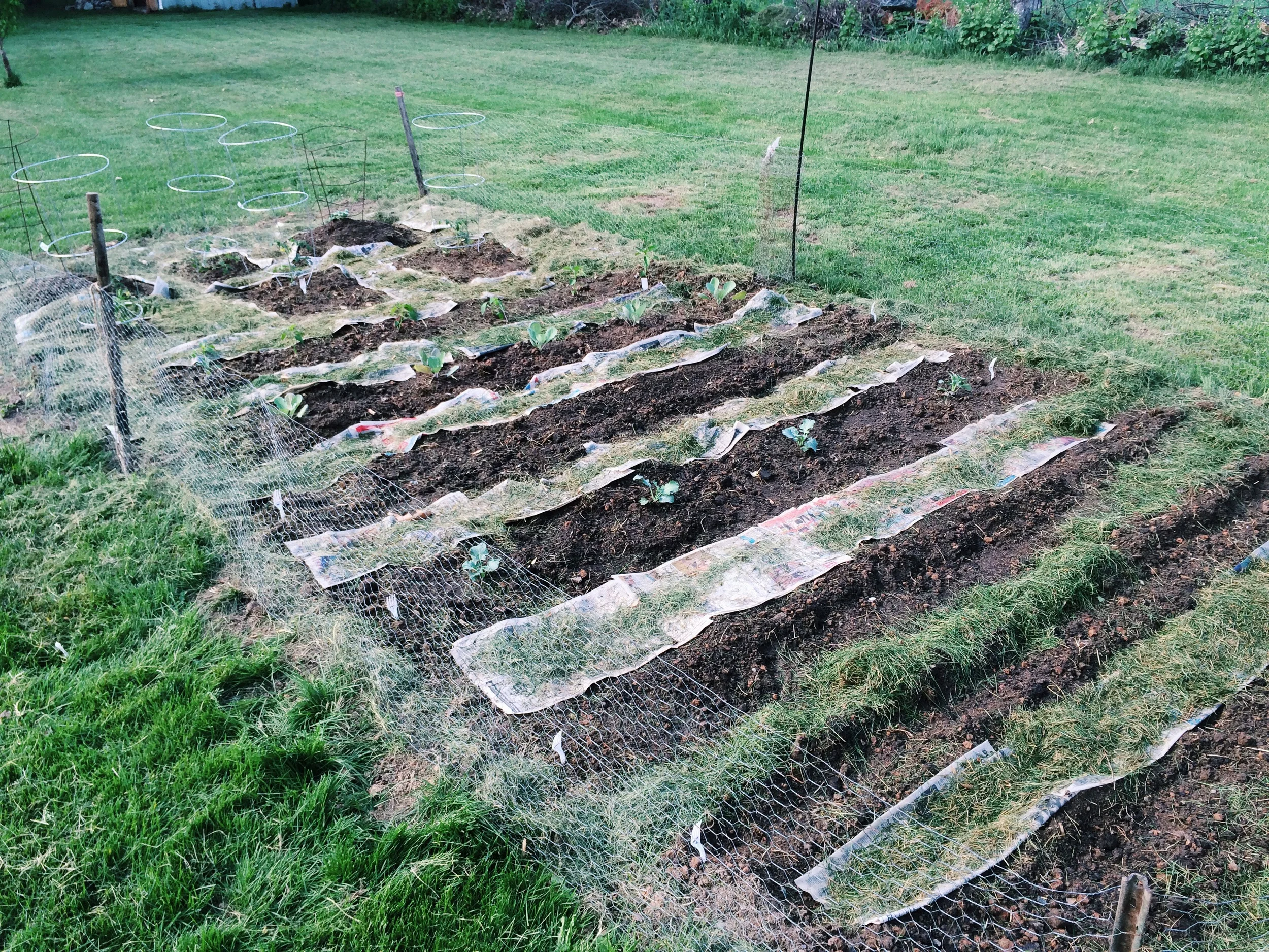**WARNING** I am not a gardening pro and this is my FIRST GARDEN. This is trial by fire. I'll write about my experiences, successes and failures, but I make no claims that I have any idea what the hell I'm doing! Let's do this!