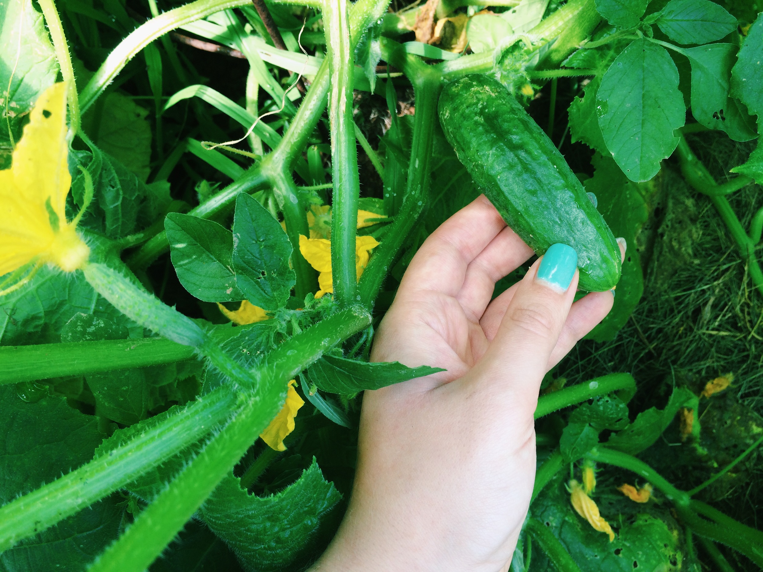 Cucumbers