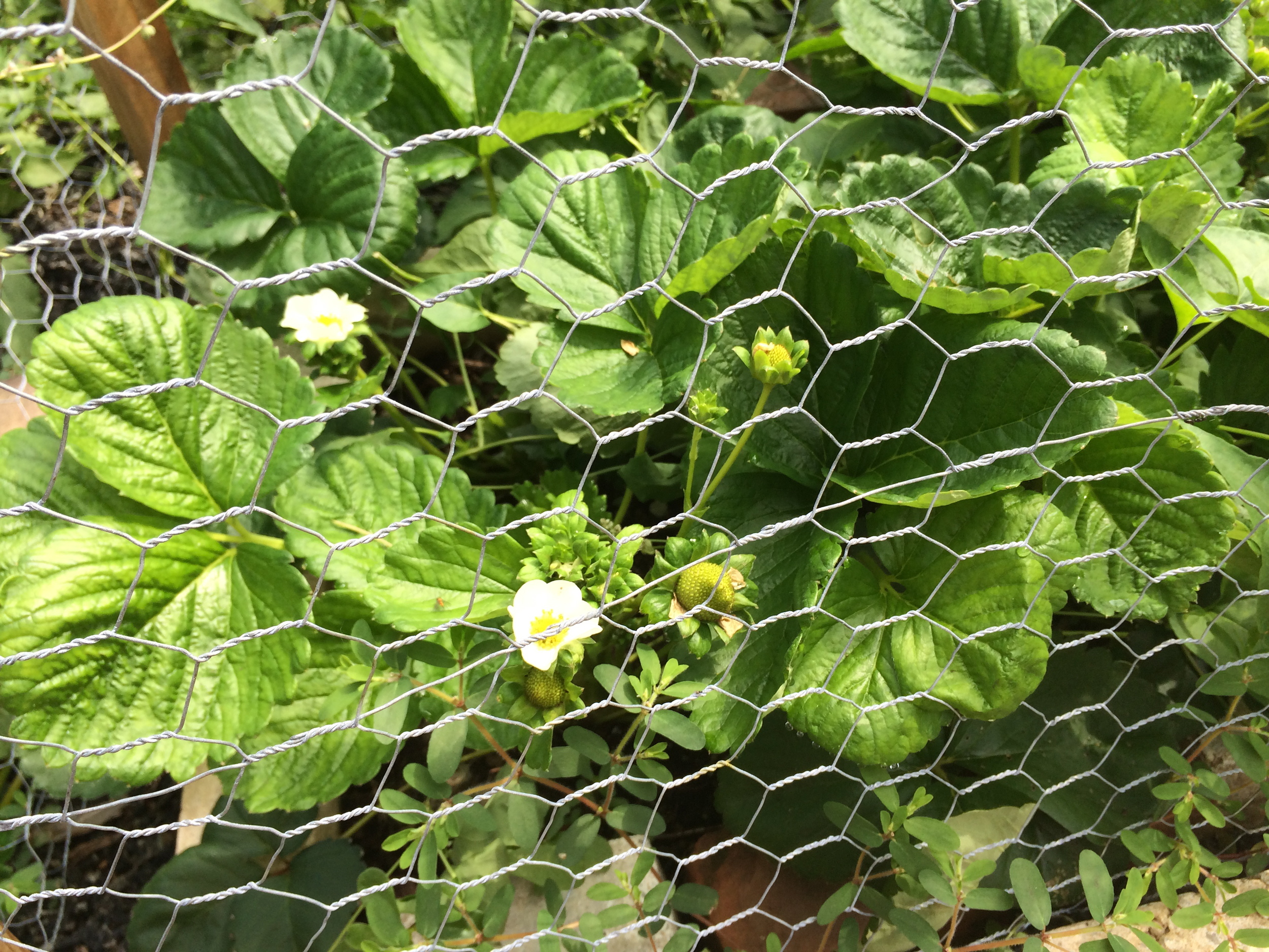 Strawberries