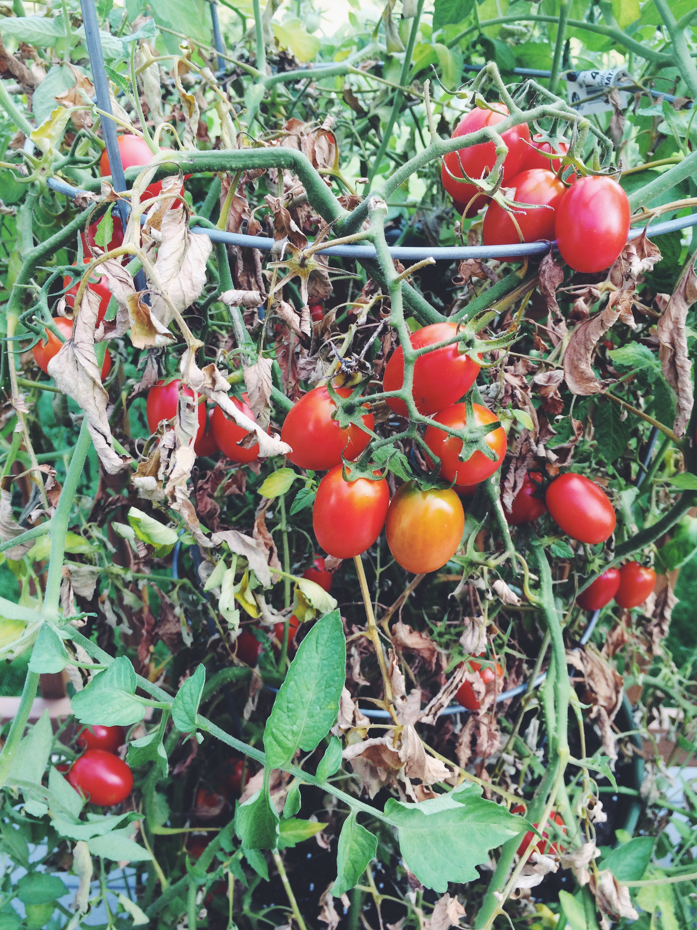 Cherry Tomatoes