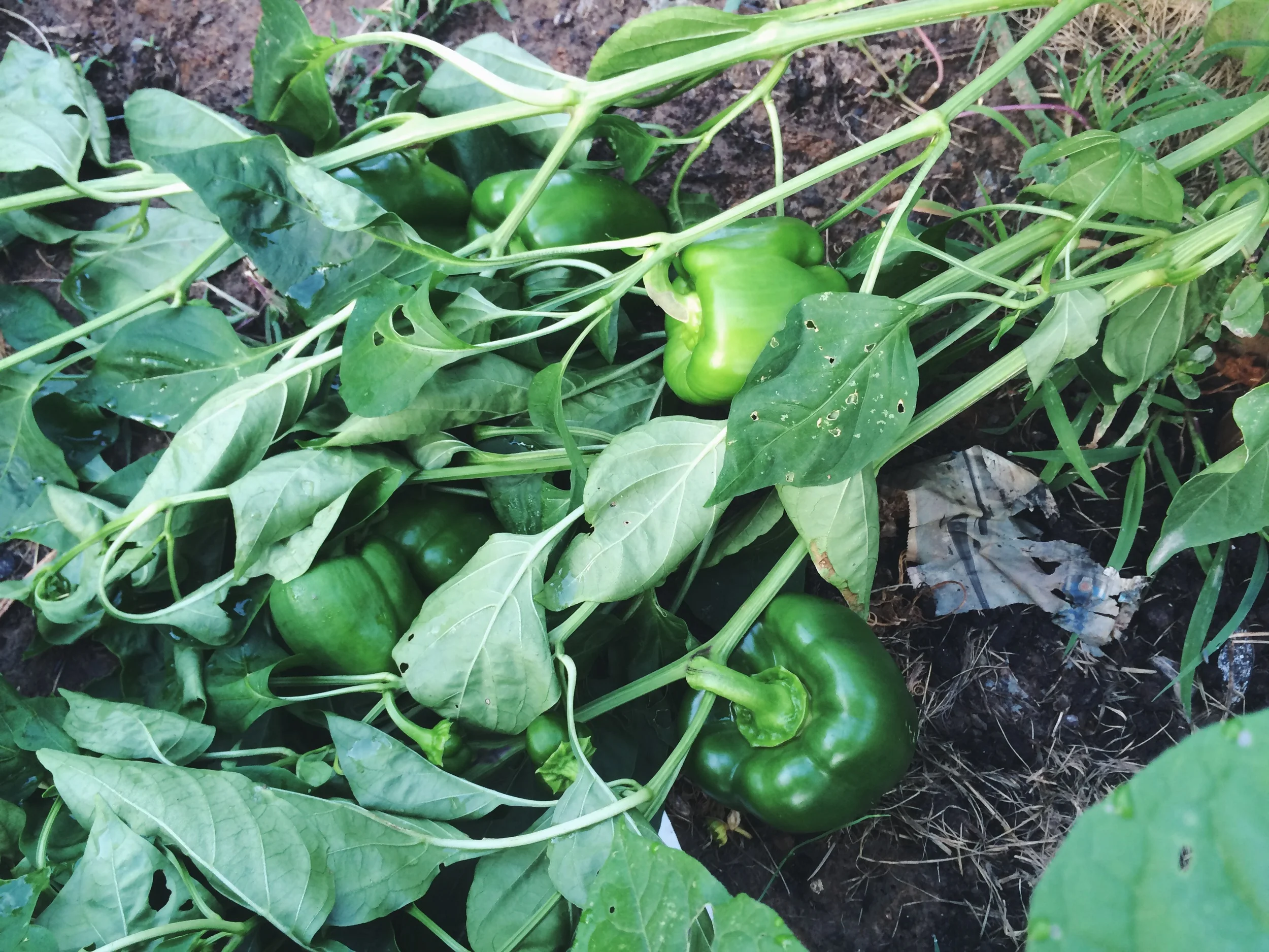 Peppers