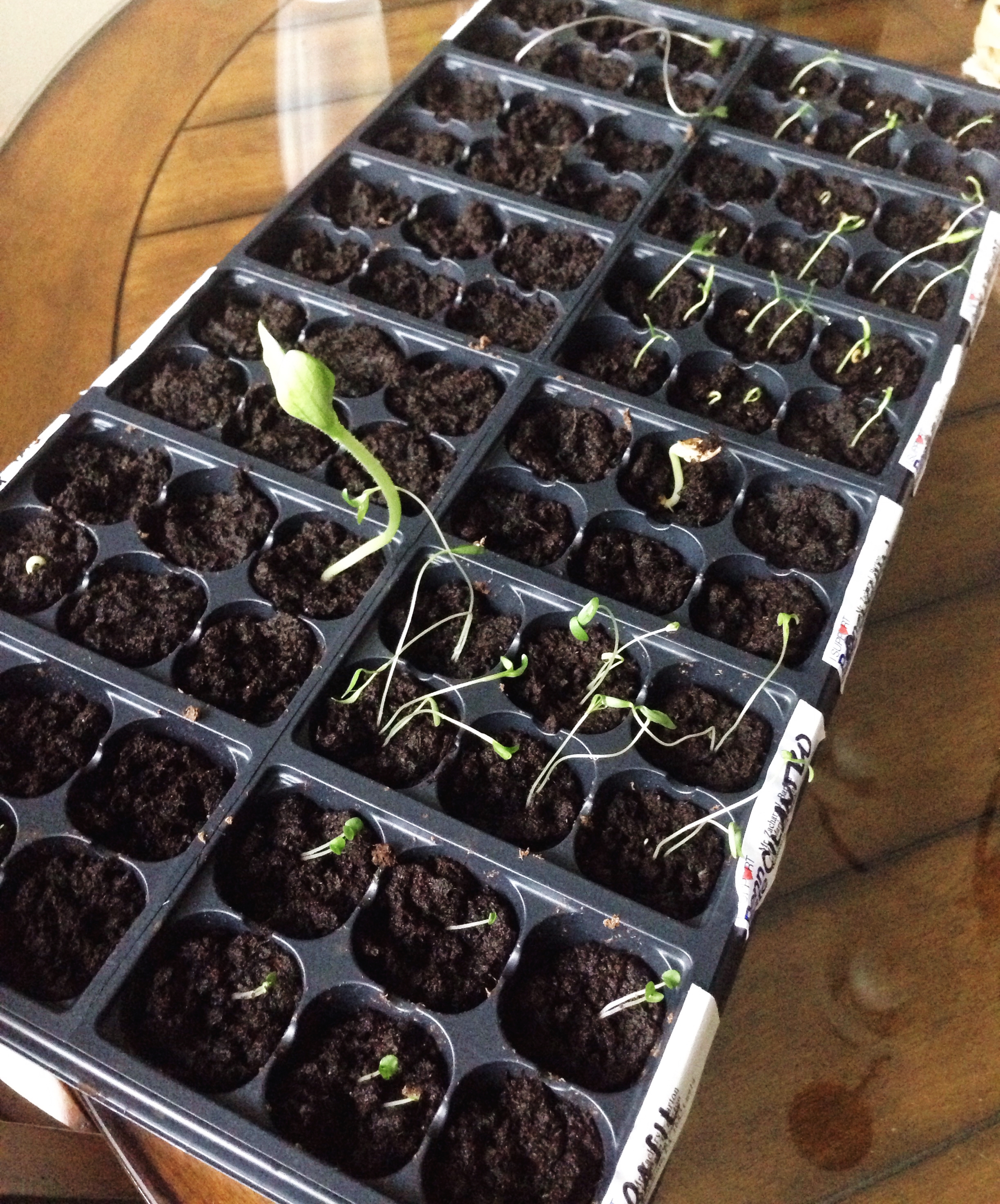 seedlings.jpg
