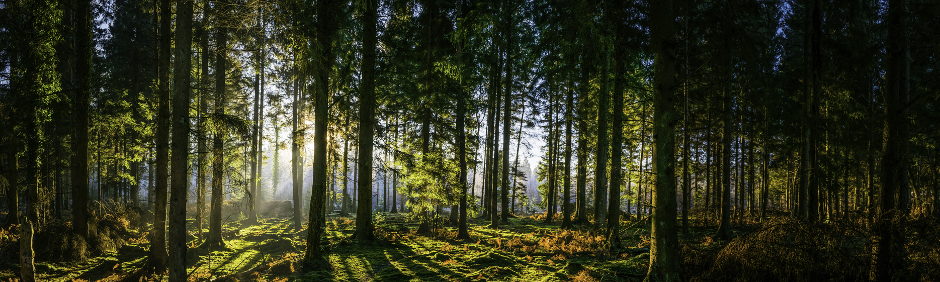 With every listing, Caine Statham works with a national forestry company to plant 50 pine trees in sustainable forests in the North Island. Our goal is to remove 3,600 tons of CO2 annually; this will benefit all the occupants of this nation, and not only the people we deal with and work for.