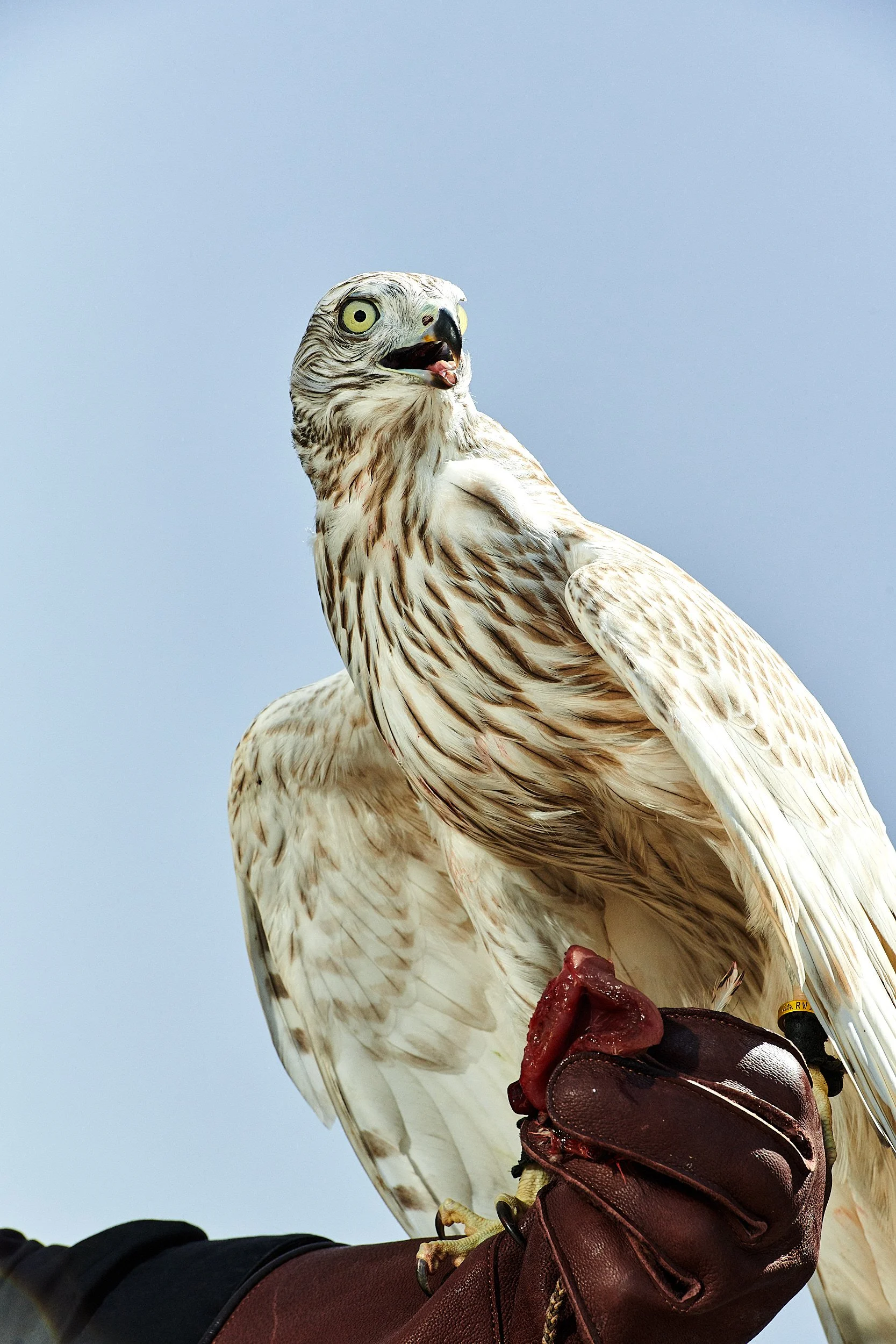 190922_Nricco_Falconry16070.jpg