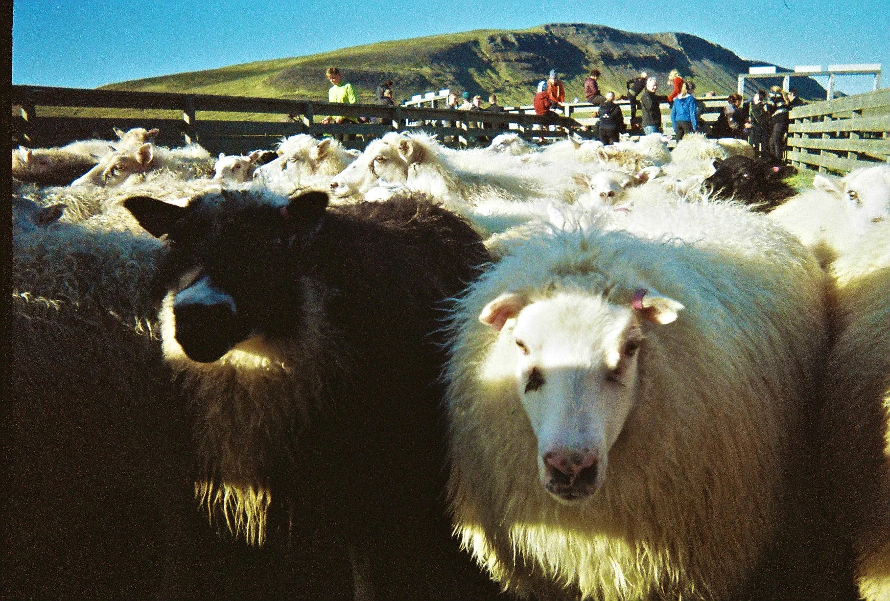 Feed my sheep.jpg
