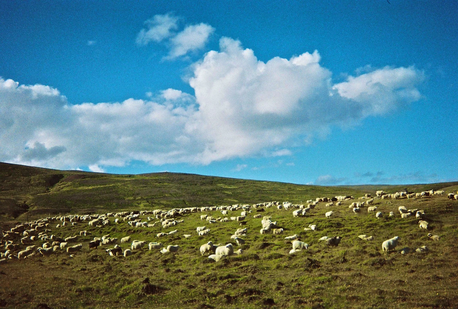 Gather the remnant of my flock.jpg