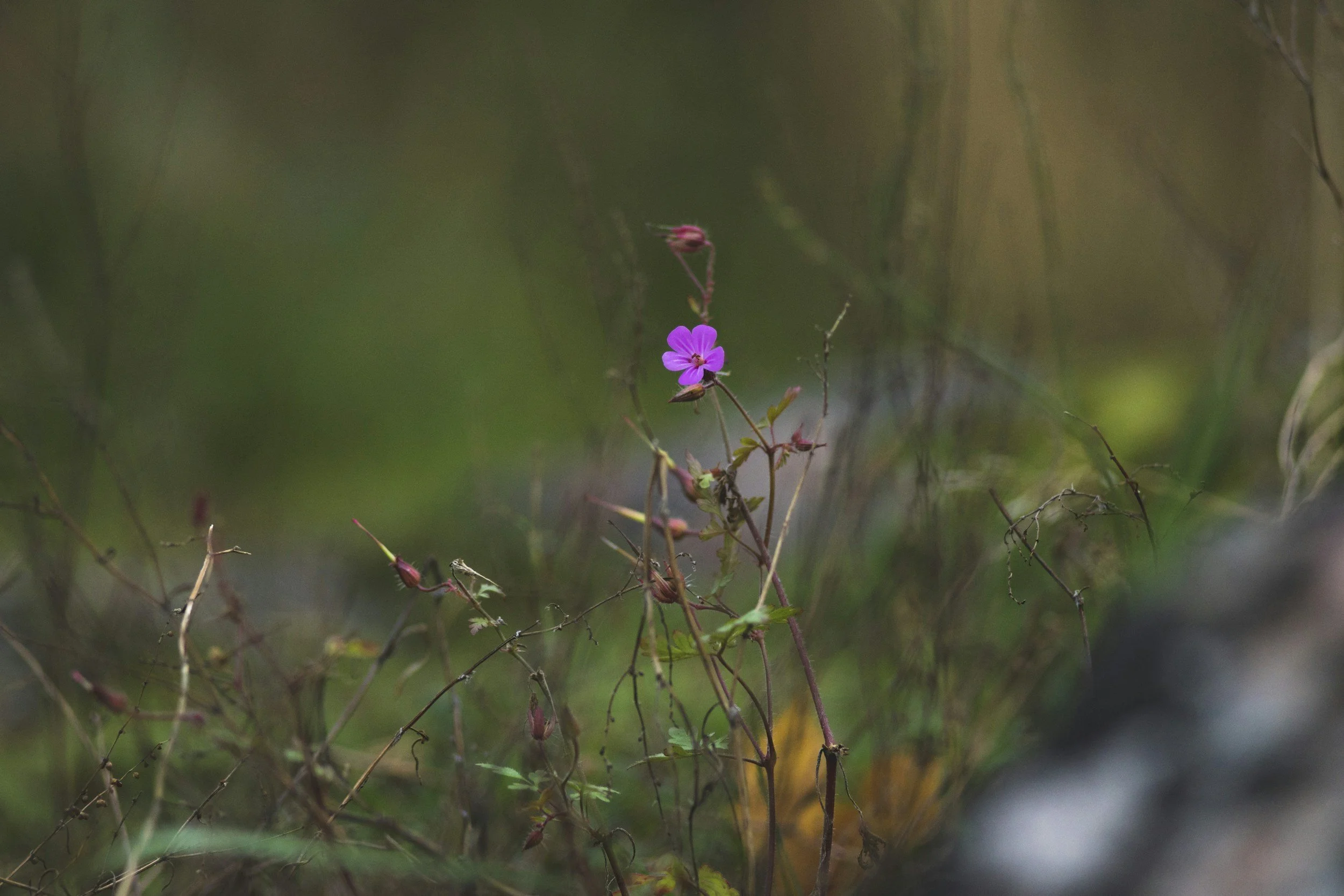 A small pink flower with five petals growing among thin, tangled plant stems in a natural outdoor setting with blurred green and brown background.