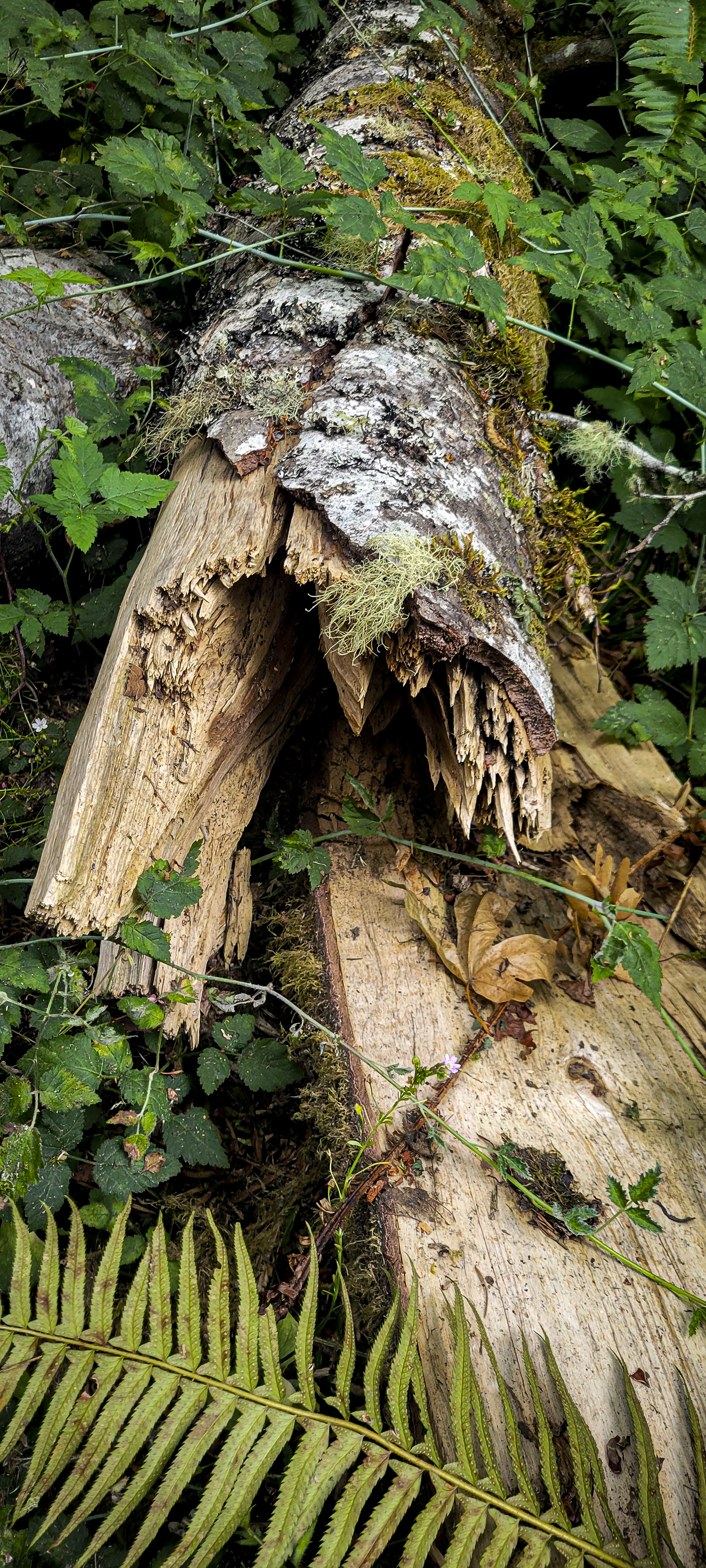 26_0704 Timber_Shingle Mill-16.png