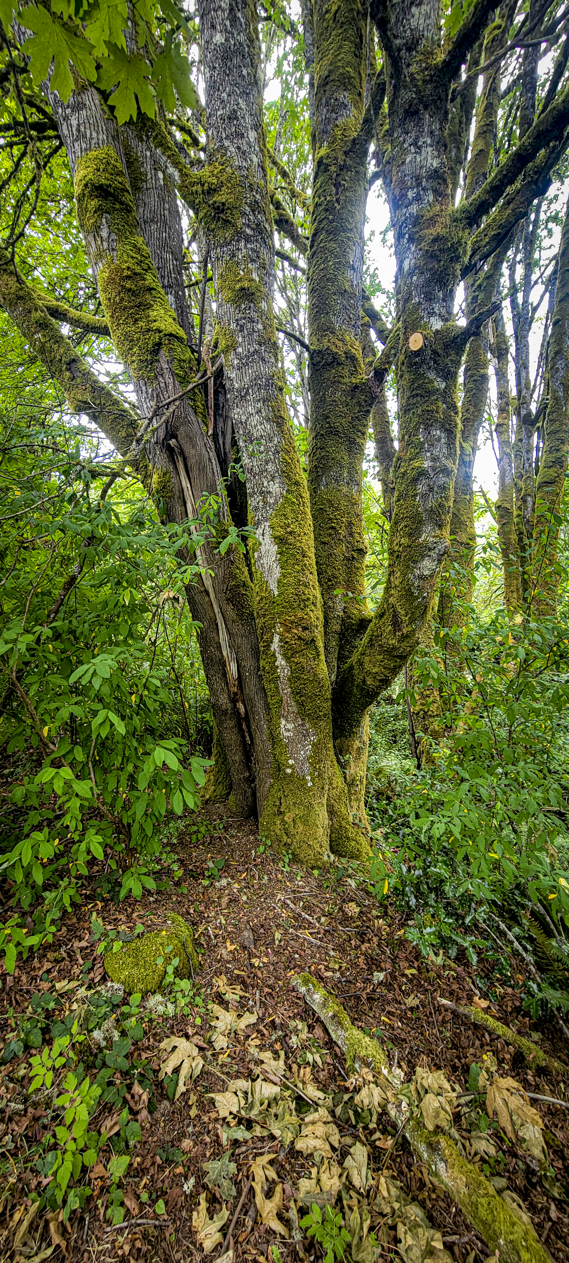 Shinglemill Canopy